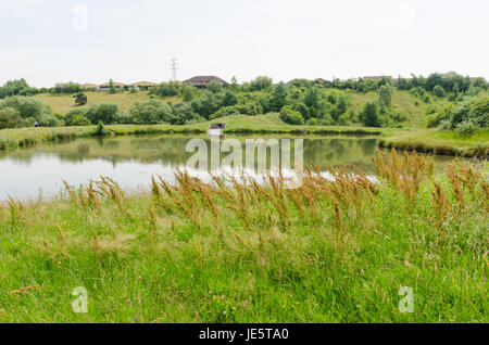 Les piscines et les fens Buckpool à Barrow Hill Réserve naturelle en Dudley ont été construites comme des réservoirs par la Compagnie du Canal de Stourbridge en 1779 Banque D'Images