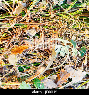 Première gelée sur l'herbe sèche en forêt d'automne Banque D'Images