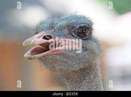 Gros plan sur une tête de l'autruche Banque D'Images