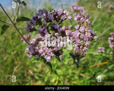 L’origan (Origanum vulgare), connu pour ses feuilles aromatiques, est largement utilisé comme herbe culinaire. Cette variété, trouvée à St Arnual, pousse dans les régions tempérées et prospère dans un sol bien drainé, populaire pour sa saveur dans la cuisine méditerranéenne. Banque D'Images