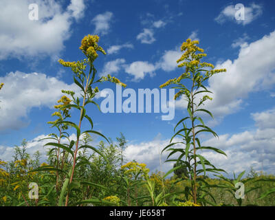Solidago canadensis, communément appelée verge d'or du Canada, est une plante vivace originaire d'Amérique du Nord. Cette plante est reconnue pour ses fleurs jaunes vibrantes, qui fleurissent à la fin de l'été et à l'automne, que l'on trouve couramment dans les champs, les bords de route et les prairies. Banque D'Images