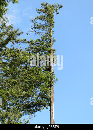 Photographie prise le 21 août 2013 d'un sapin Douglas, mettant en valeur son tronc droit et haut et son feuillage dense dans un environnement forestier. Banque D'Images