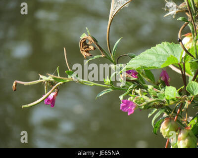 Epilobium hirsutum, communément appelé le grand saule, est une herbe vivace trouvée dans les régions tempérées. Il est reconnu par ses fleurs roses à violettes et ses tiges hautes et minces, prospérant dans des environnements humides comme les berges des rivières ou les fossés. Banque D'Images
