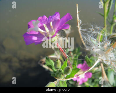 L'image présente *Epilobium hirsutum*, communément appelé grand saule. Cette plante prospère dans les sols humides et fertiles et est reconnue pour ses fleurs rose-violet, que l'on trouve couramment dans les régions tempérées d'Europe et d'Amérique du Nord. Banque D'Images