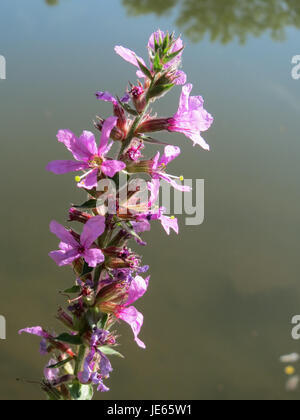Lythrum salicaria, également connu sous le nom de loosestrife pourpre, est une plante vivace originaire d'Europe et d'Asie. Il est connu pour ses fleurs violettes saisissantes et sa structure haute en forme de pointes, souvent trouvée dans les zones humides et les sols gorgés d'eau. Banque D'Images