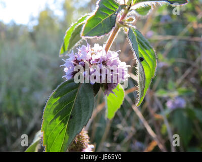 Ce titre fait probablement référence à une image ou une étude de l'herbe Ackerminze (menthe de maïs), prise le 5 septembre 2013, mettant l'accent sur les caractéristiques botaniques de la plante et son utilisation dans diverses applications. Banque D'Images