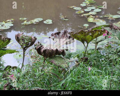 Petasites hybridus, communément connu sous le nom de butterbur, est une plante vivace trouvée dans les milieux humides. Il a des utilisations médicinales, en particulier pour le traitement des migraines et des allergies, et se caractérise par de grandes feuilles et des grappes florales denses. Banque D'Images