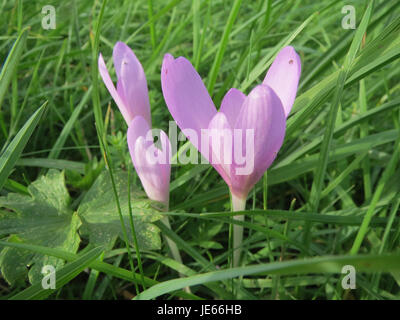 Colchicum autumnale, communément appelé crocus d'automne, est une plante à fleurs de la famille du lis. Il fleurit en automne et est connu pour ses fleurs violettes, qui sont souvent utilisées en médecine traditionnelle pour leurs propriétés médicinales. Banque D'Images