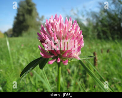 Trifolium pratense, communément appelé trèfle rouge, est une plante vivace originaire d'Europe et d'Asie. Il est utilisé en agriculture pour le fourrage et comme culture d'amélioration des sols. La plante est également connue pour ses propriétés médicinales et est utilisée dans les remèdes à base de plantes pour divers maux. Banque D'Images