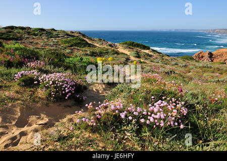 Armeria pungens Blossom. Bordeira, Algarve. Du Sud-Ouest Alentejano et Costa Vicentina Nature Park, la plus sauvage de la côte atlantique en Europe. Portugal Banque D'Images