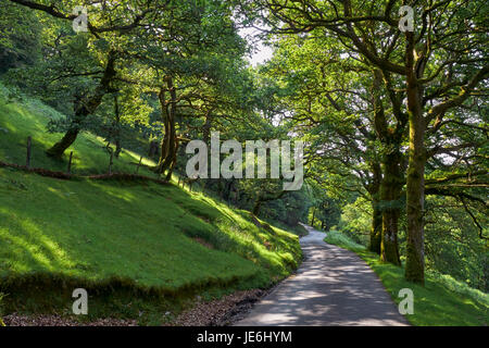 Route à travers la forêt dans l'Irfon Valley, au nord de Abergwesyn. Powys, Pays de Galles. Banque D'Images