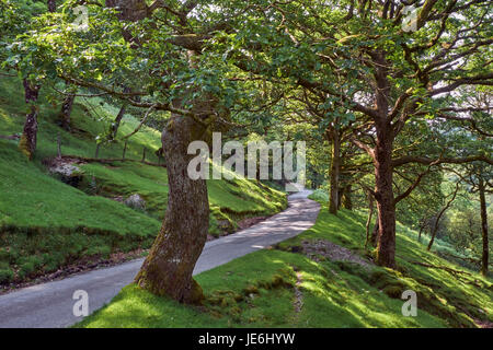 Route à travers la forêt dans l'Irfon Valley, au nord de Abergwesyn. Powys, Pays de Galles. Banque D'Images