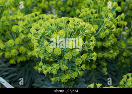 Euphorbia characias Banque D'Images