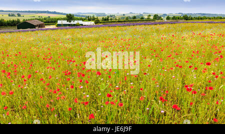 Une prairie à fleurs sauvages dans les Cotswolds, en Angleterre Banque D'Images