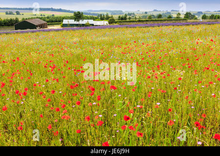 Une prairie à fleurs sauvages dans les Cotswolds, en Angleterre Banque D'Images