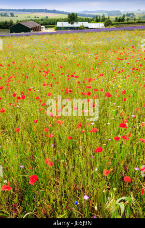 Une prairie à fleurs sauvages dans les Cotswolds, en Angleterre Banque D'Images