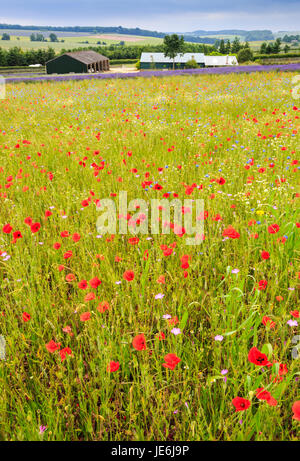 Une prairie à fleurs sauvages dans les Cotswolds, en Angleterre Banque D'Images