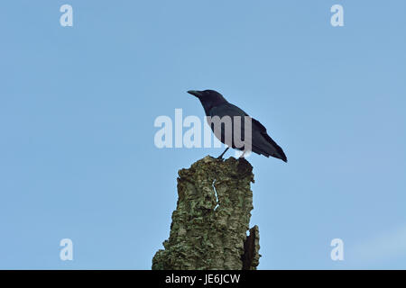 Grand corbeau (Corvus corax) dans la réserve naturelle de l'estuaire du fleuve Sado. Portugal Banque D'Images