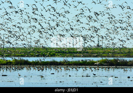 Des troupeaux de milliers de barges à queue noire (Limosa limosa) près de la rivière Tagus Réserve Naturelle. Vila Franca de Xira, Portugal Banque D'Images