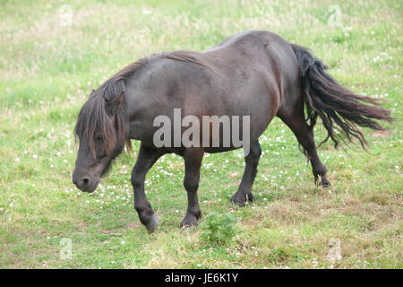 Poney poneys Shetland,,sur,l'île de Caldey,,Caldy,Île de Caldey,monastère cistercien,monastique,,monks,off,,Tenby, Pembrokeshire, Pays de Galles, Royaume-Uni,Ouest,Royaume-uni,GB,Europe, Banque D'Images