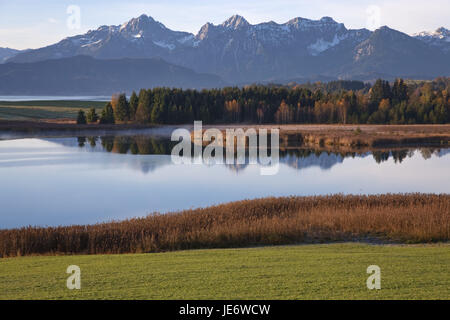 L'automne dans le Forggensee, Allgäu, Allemagne, Bavarois, les Alpes, les contreforts des Alpes, Jura Souabe, de l'Allgäu, l'angle du roi, Allgäuer alpes, alpes Ammergau, Illasbergsee, Banque D'Images