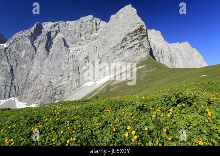 Autriche, Tyrol, Karwendelgebirge, creeping crowfoot, Ranunculus repens, Laliderer murs, Banque D'Images