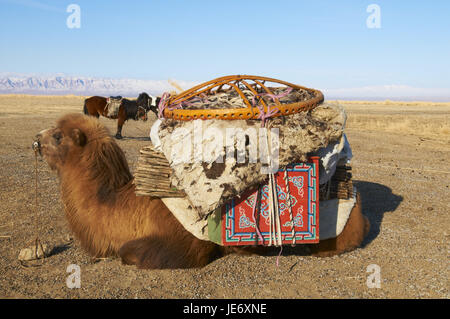 La Mongolie, province Khovd, Nomad's warehouse, camel avec dépens, steppe, hiver, Banque D'Images