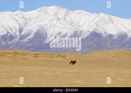 La Mongolie, province Khovd, montagne, paysage d'hiver, steppe, camel, Banque D'Images