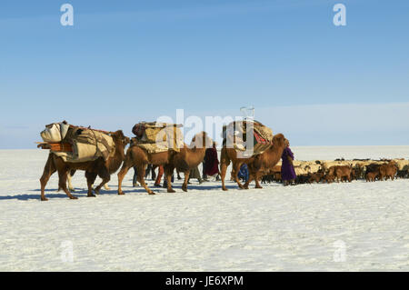 La Mongolie, province Khovd, NOMAD, troupeau de bovins, chameaux, randonnée pédestre, steppe, hiver, Banque D'Images