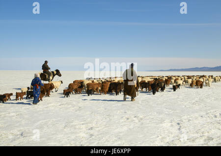 La Mongolie, province Khovd, NOMAD, troupeau de bovins, chameaux, randonnée pédestre, steppe, hiver, Banque D'Images