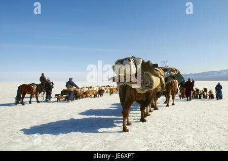 La Mongolie, province Khovd, NOMAD, troupeau de bovins, chameaux, randonnée pédestre, steppe, hiver, Banque D'Images