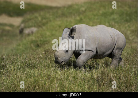 Bouche large rhinoceros, Ceratotherium simum, femelles, veau, parc de Nakuru, Kenya, Banque D'Images