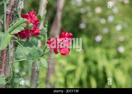 Lathyrus odoratus. Pois de 'fleurs' ose Barry pris en charge avec hazel bâtonnets dans un jardin anglais. UK Banque D'Images