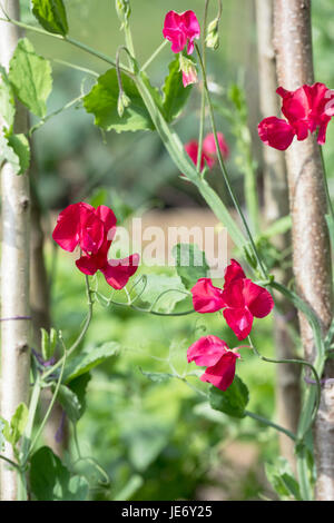 Lathyrus odoratus. Pois de 'fleurs' ose Barry pris en charge avec hazel bâtonnets dans un jardin anglais. UK Banque D'Images