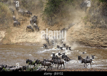 Film gnu, Connochaetes taurinus, se concentre, s'éloigner, croix, rivière Mara, le parc Masai Mara, Kenya, Banque D'Images