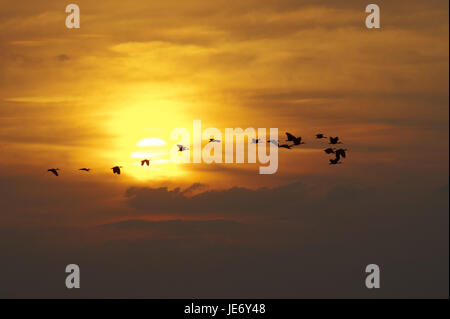 Scharlachsichler, Eudocimus ruber, aussi rouge ibis, ibis rouge, la scarlatine Sichler, groupe, vol, Sundown, batch Lianos Venezuela, Banque D'Images