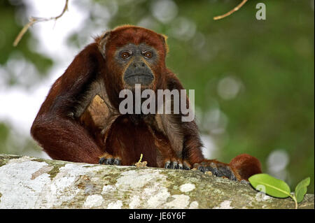 Singe rouge, Alouatta alonnatta, animal adulte, stand, branche, Lianos, Venezuela, lot Banque D'Images