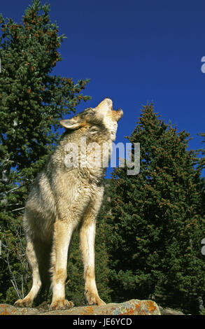 Canadien Mackenzie Wolfs, loup, Canis lupus occidentalis, animal adulte, howl, Canada, Banque D'Images
