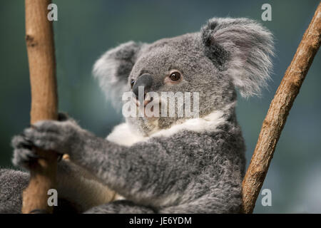 Koala Phascolarctos cinereus, également, le koala gris cendre, femme, portrait, Banque D'Images