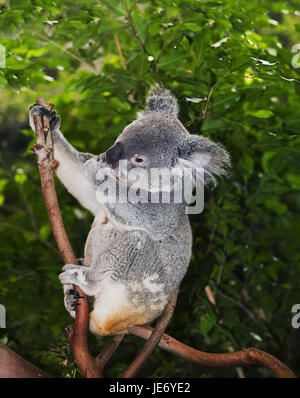 Koala Phascolarctos cinereus, aussi gris cendre, koala, petit homme, stand, de la direction générale, Banque D'Images