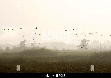 La Hollande, Pays-Bas, province de Nordholland, matin l'humeur dans les moulins à vent de Kinderdijk, Banque D'Images