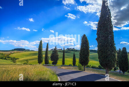 Route de cyprès dans le Val d'Orcia (Toscane) Banque D'Images