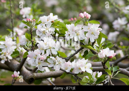 Malus pumila 'Dartmouth'. Crab Apple Blossom dans un verger Anglais Banque D'Images