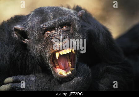 Le chimpanzé commun, Pan troglodytes, des animaux adultes, bouche ouverte, position de défense, Banque D'Images