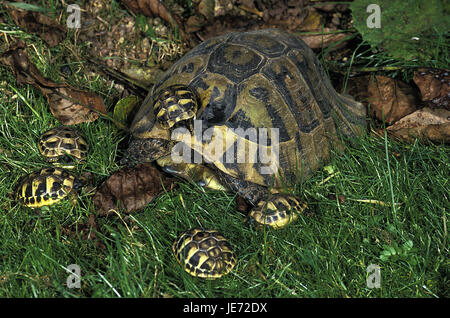 Tortue de terre grecque, Testudo hermanni, femmes, garçon, Banque D'Images