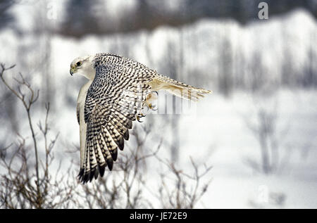 Gerfalke, Falco rusticolus, animal adulte, dans le vol, Canada, Banque D'Images