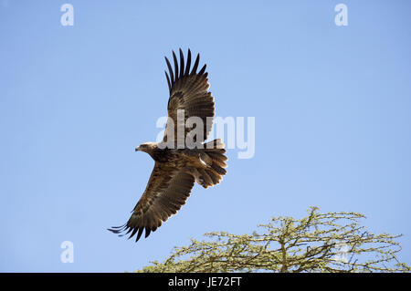 Les prédateurs de la savane, needlemaker ou eagle Aquila rapax, parc de Nakuru, Kenya, Banque D'Images