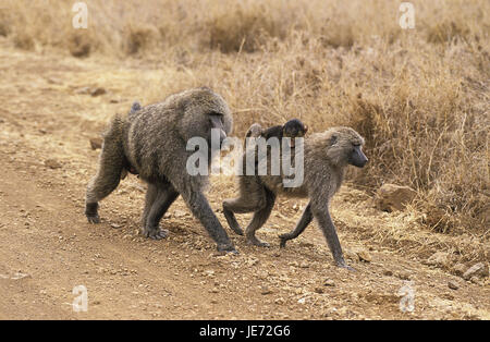 Anubispavian ou babouin Papio anubis, vert, peu d'hommes, femmes, jeune animal, porter, chemin, parc de Masai Mara, Kenya, Banque D'Images