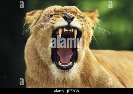 L'African Lion, Panthera leo, femelles, bailler, Banque D'Images