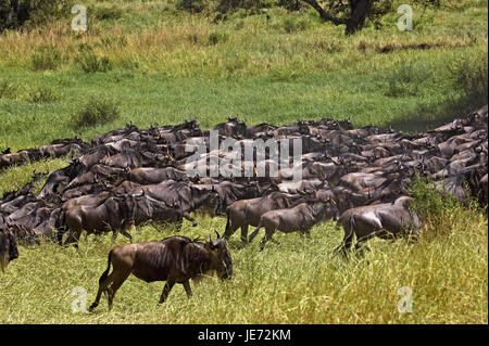 Film gnu, Connochaetes taurinus, se concentre, s'éloigner, parc de Masai Mara, Kenya, Banque D'Images